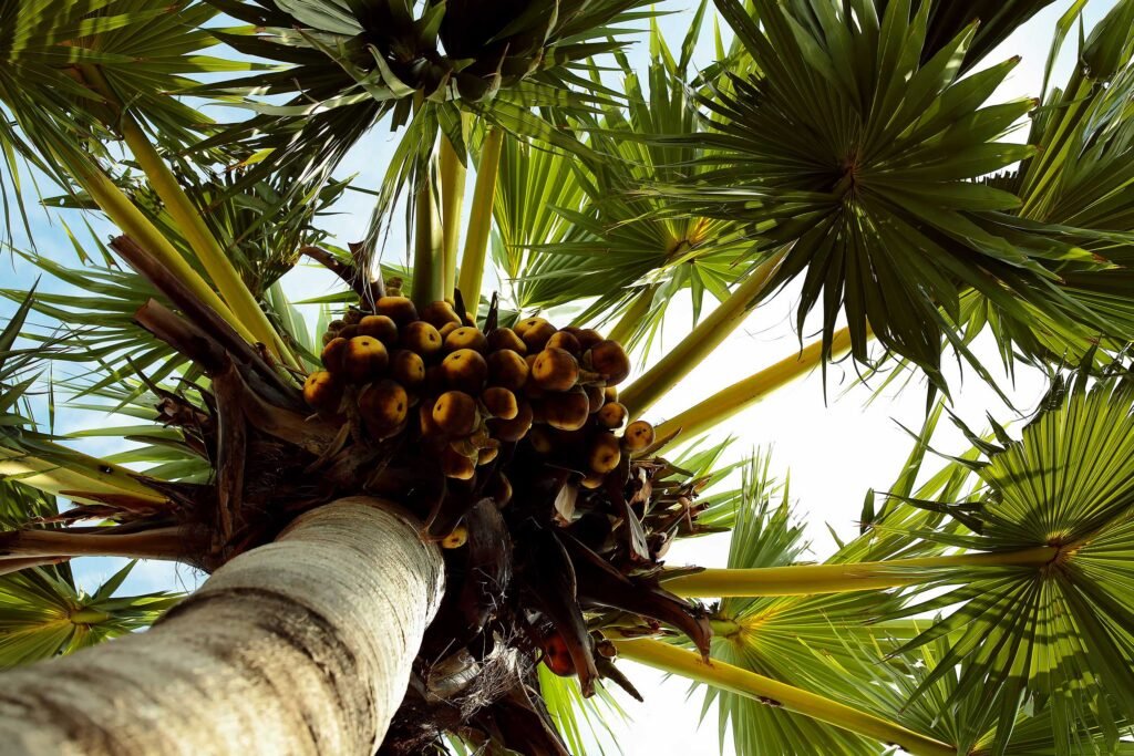 Palm Wine - Ceylon Infusion